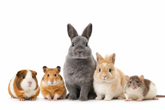 Knaagdieren & konijnen