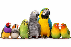 (Volière) vogels & papegaaiachtigen