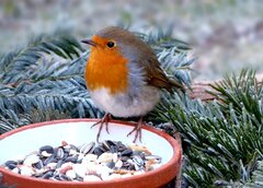 Tuindieren & Wildlife