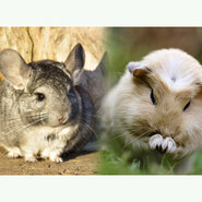 Cavia en Chinchilla