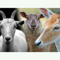 Schapen, geiten, herten