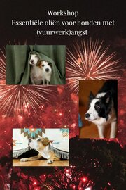 Workshop vuurwerkangst bij honden
