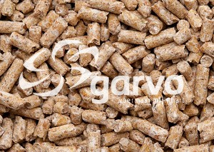 Garvo 725 ras jonge hanenkorrel witte veren