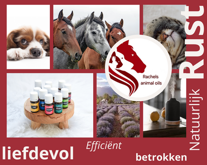 Workshop algemeen + informatie hond/kat/paard (eigen groep)