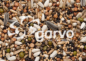 Garvo 3805 Snoepzaad