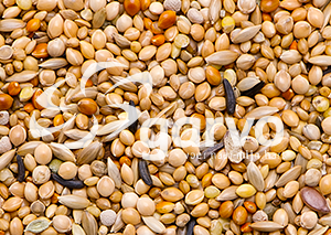 Garvo 3838 Tropical Gold