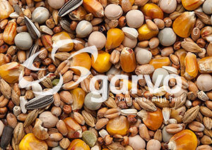 Garvo 1810 Rui/Rust