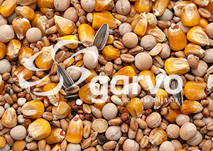 Garvo 1805 Basis